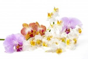 orchids picture