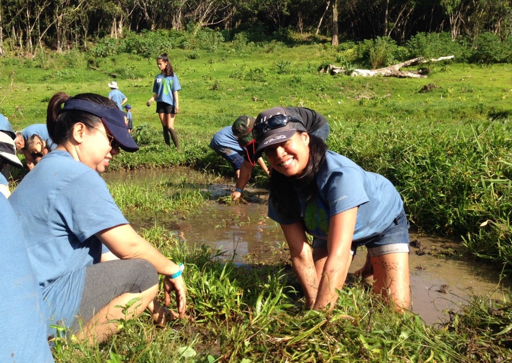 Jeanette Mawae doesn't mind getting muddy to help weed the lo'i at Papahana Kualoa during the Kaiser Permanente Annual Day of Service, honoring the memory of Dr. Martin Luther King Jr. 