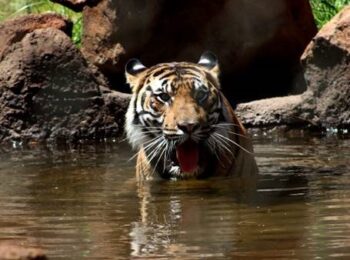 The Honolulu Zoo welcomes new female Sumatran tiger