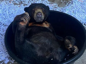 The Honolulu Zoo welcomes new female sun bear