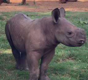The Honolulu Zoo holds naming contest for baby rhino