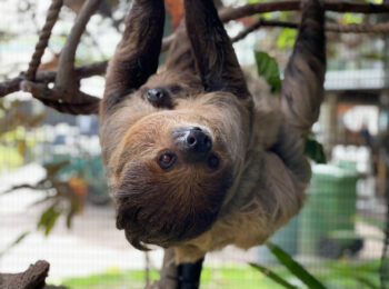 Honolulu Zoo bids farewell to Harriet the sloth