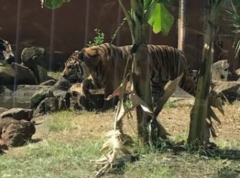 The Honolulu Zoo welcomes new Sumatran tiger