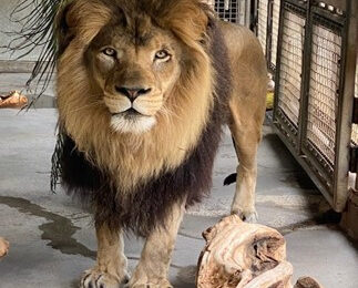 The Honolulu Zoo welcomes new male lion
