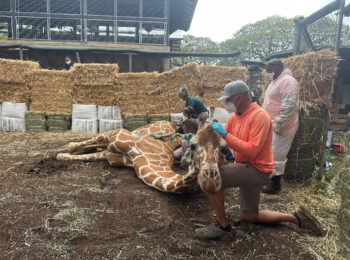 Honolulu Zoo assists geriatric giraffe with immobilization and novel therapies 