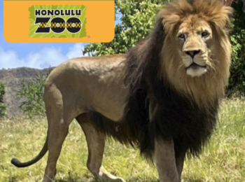 The Zoo Needs You! This is the final week for everyone to vote the Honolulu Zoo as America’s Best Zoo